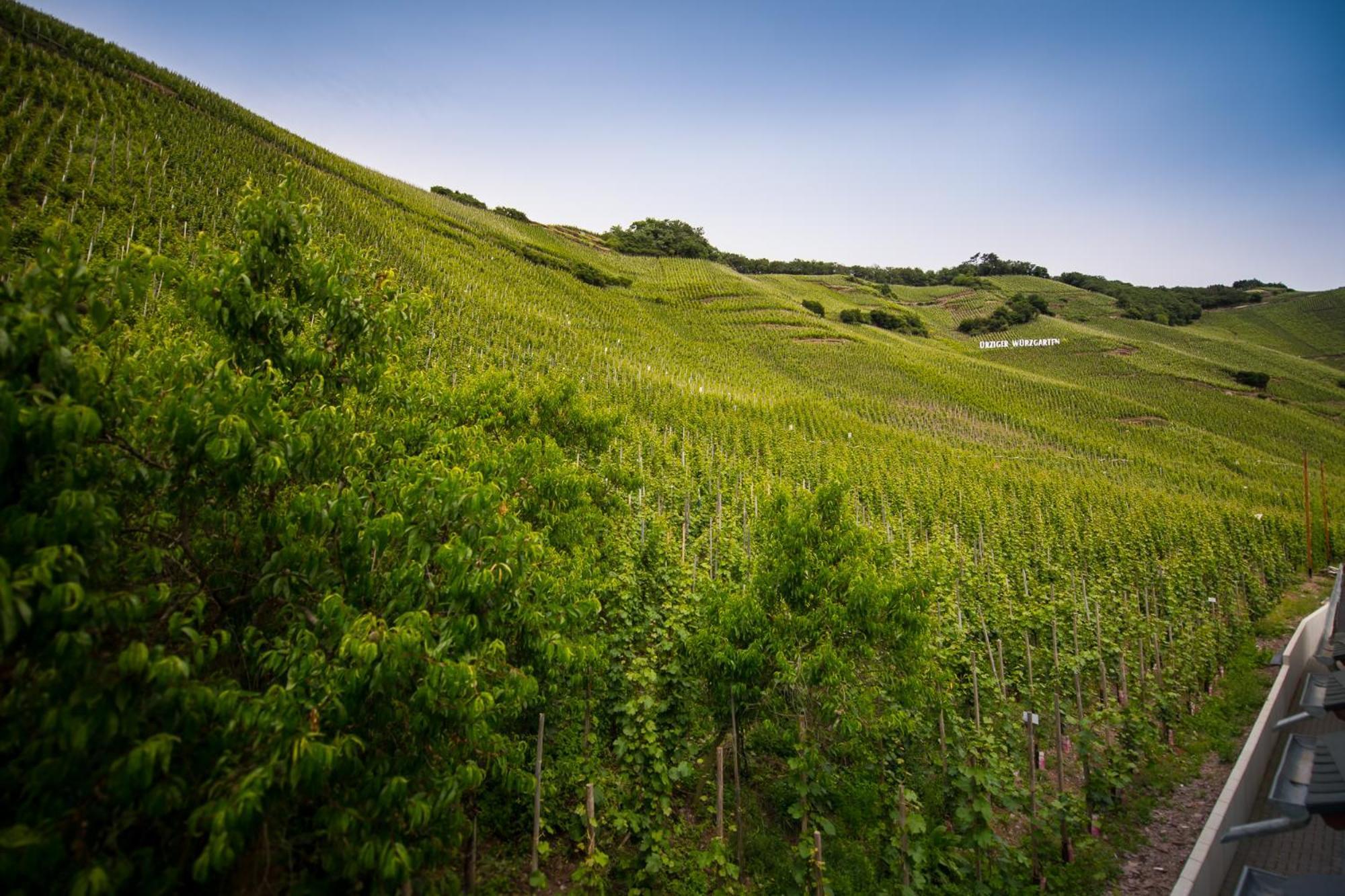 Gaestehaus C.H.Berres Uerzig-Mosel ห้อง รูปภาพ