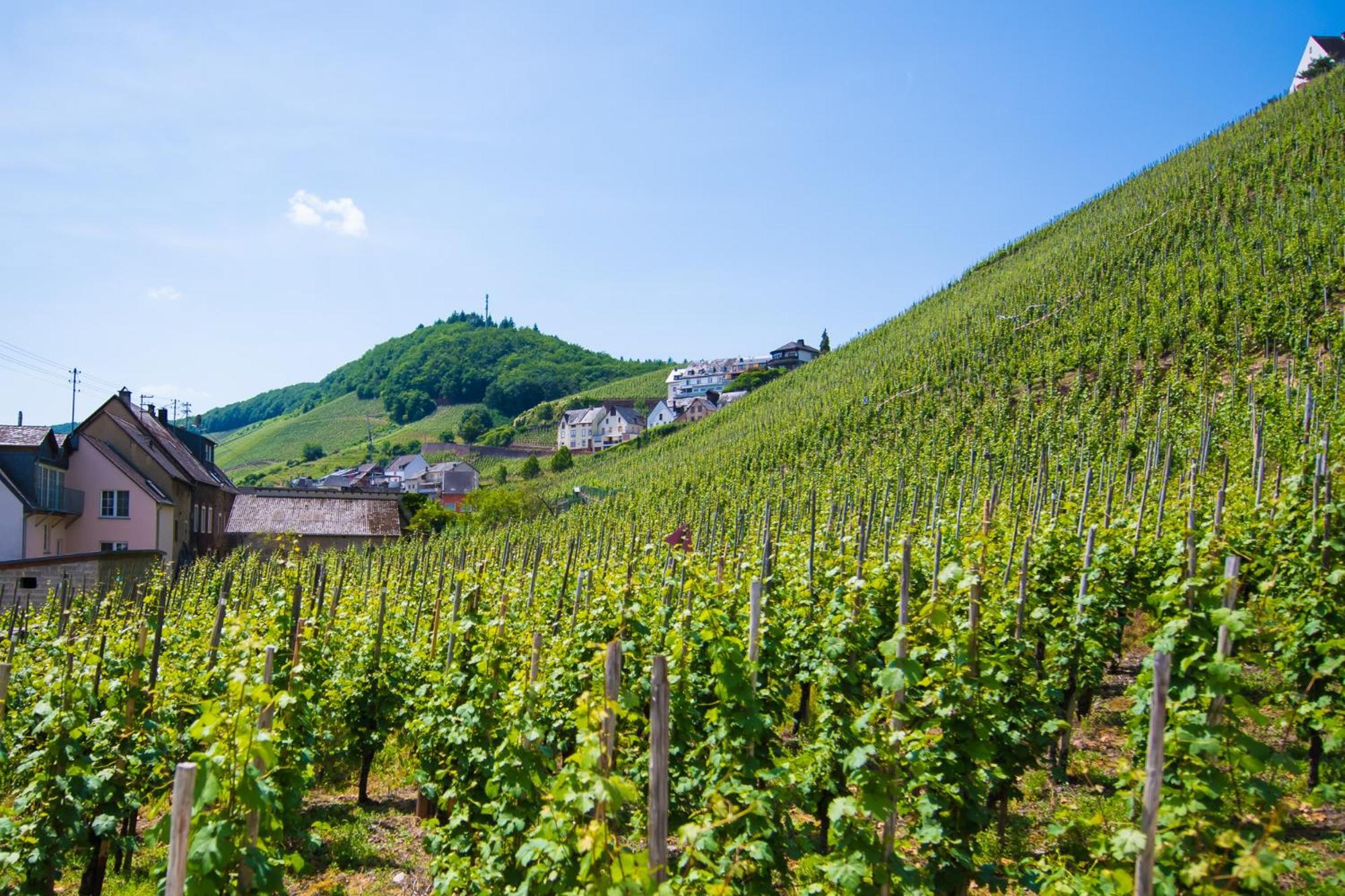 Gaestehaus C.H.Berres Uerzig-Mosel ห้อง รูปภาพ
